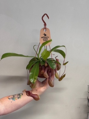 Nepenthes alata (monkey jars)