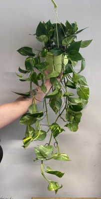 Scindapus (golden pothos)