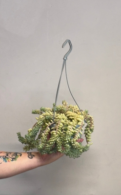 Sedum morganianum (donkey tail)